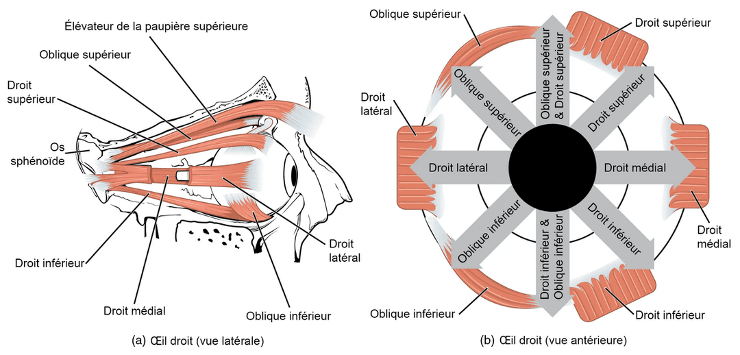 Muscle oculomoteur — Wikipédia