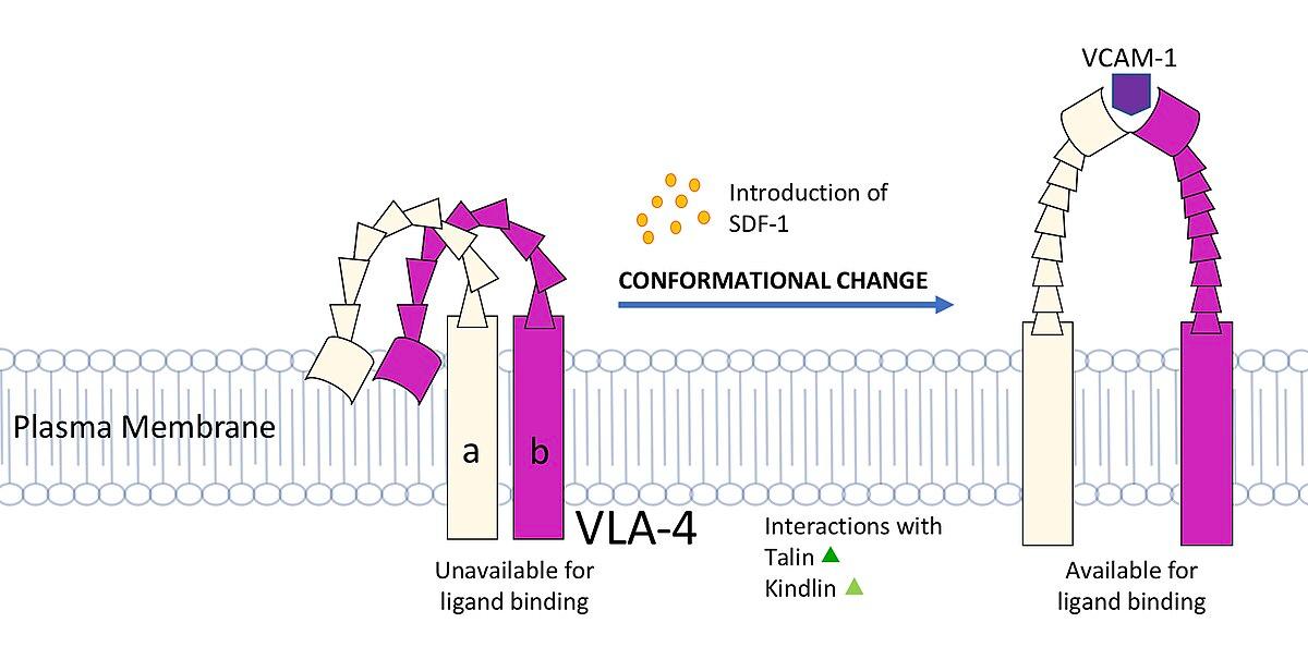 Changement conformationnel — Wikipédia