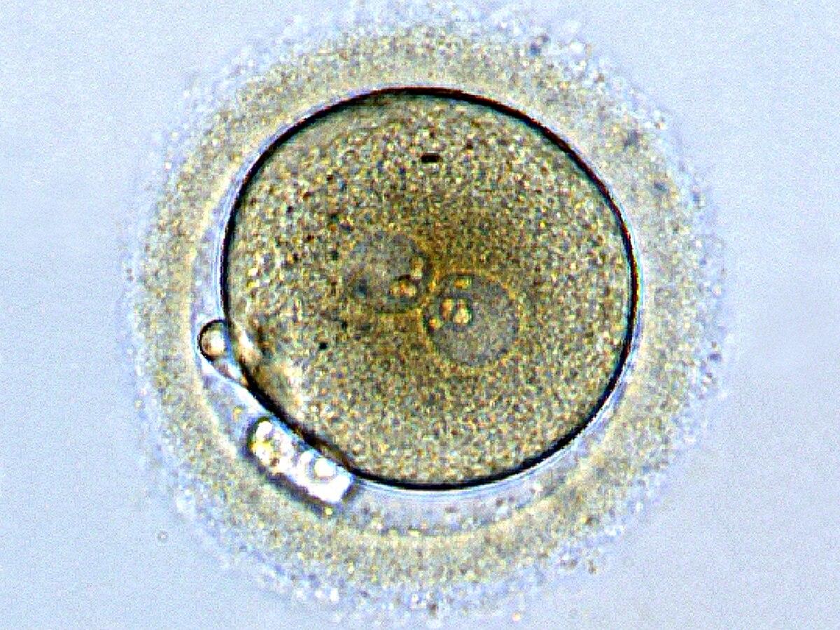 Zygote — Wikipédia