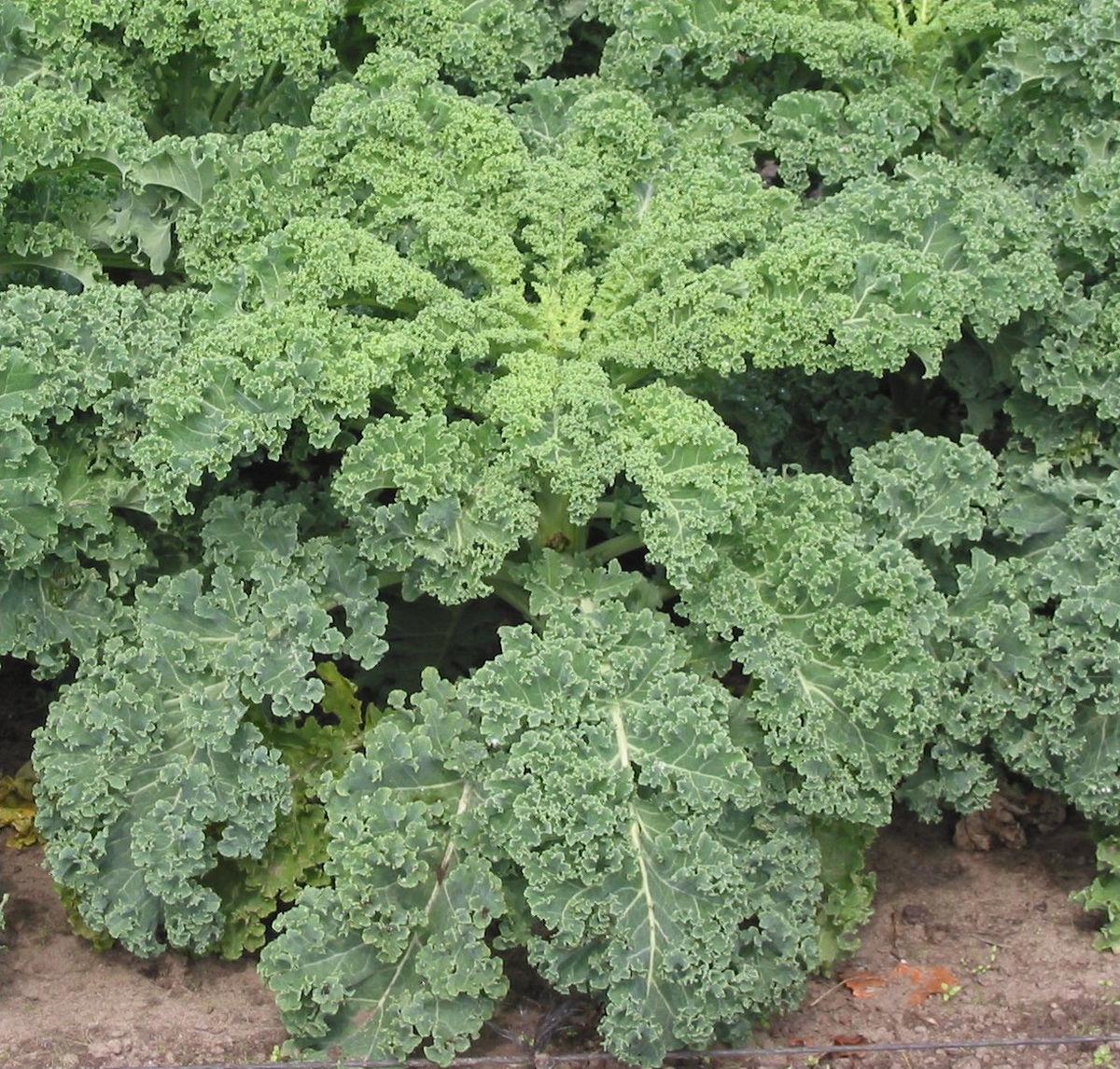 Kale - Wikipedia