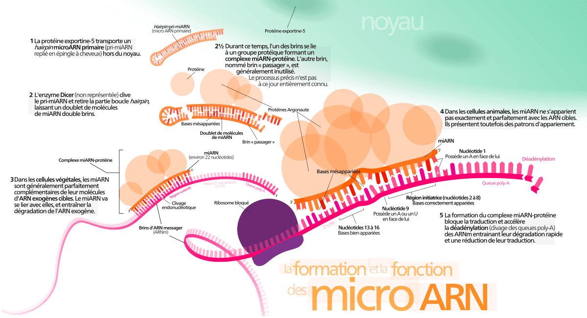 Micro-ARN — Wikipédia