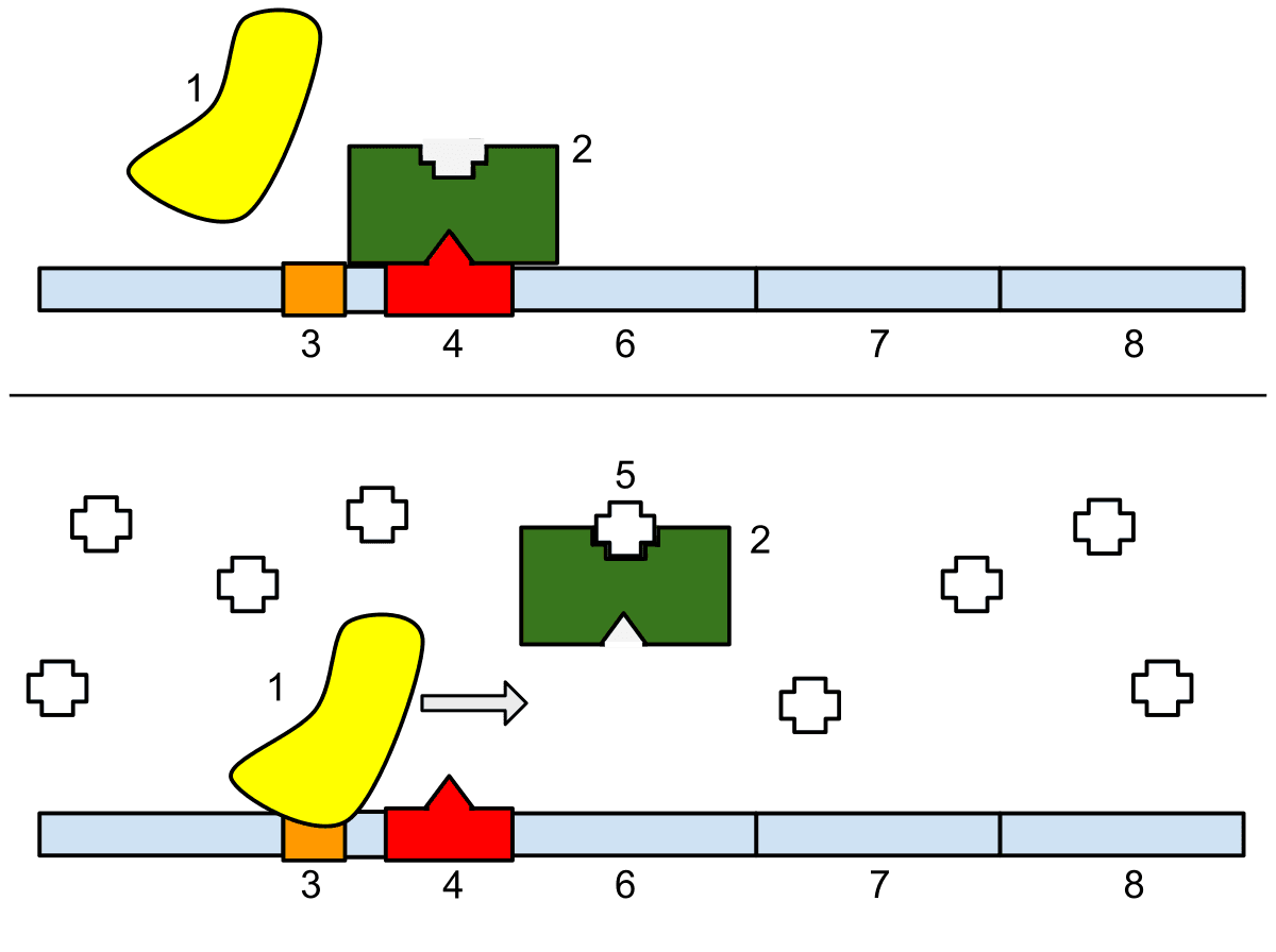 Promoter (genetics) - Wikipedia