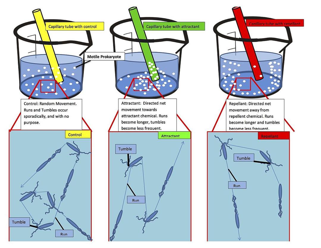 Chemotaxis - Wikipedia