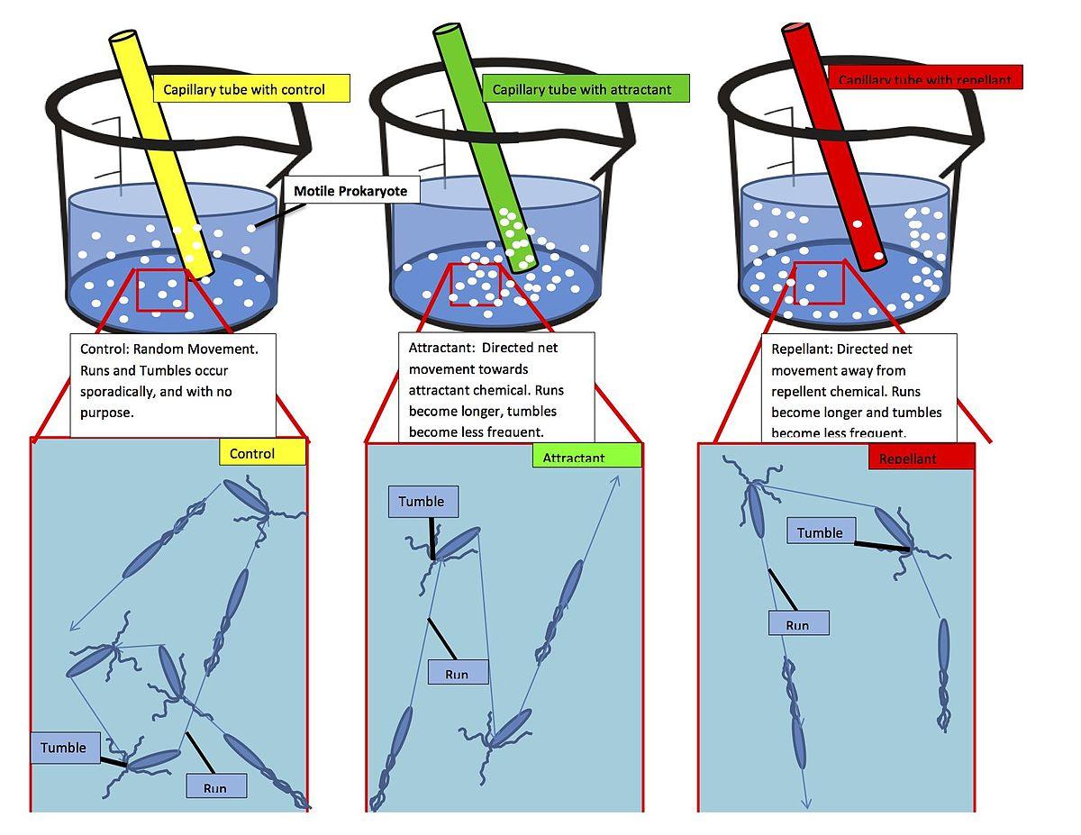 Chemotaxis - Wikipedia