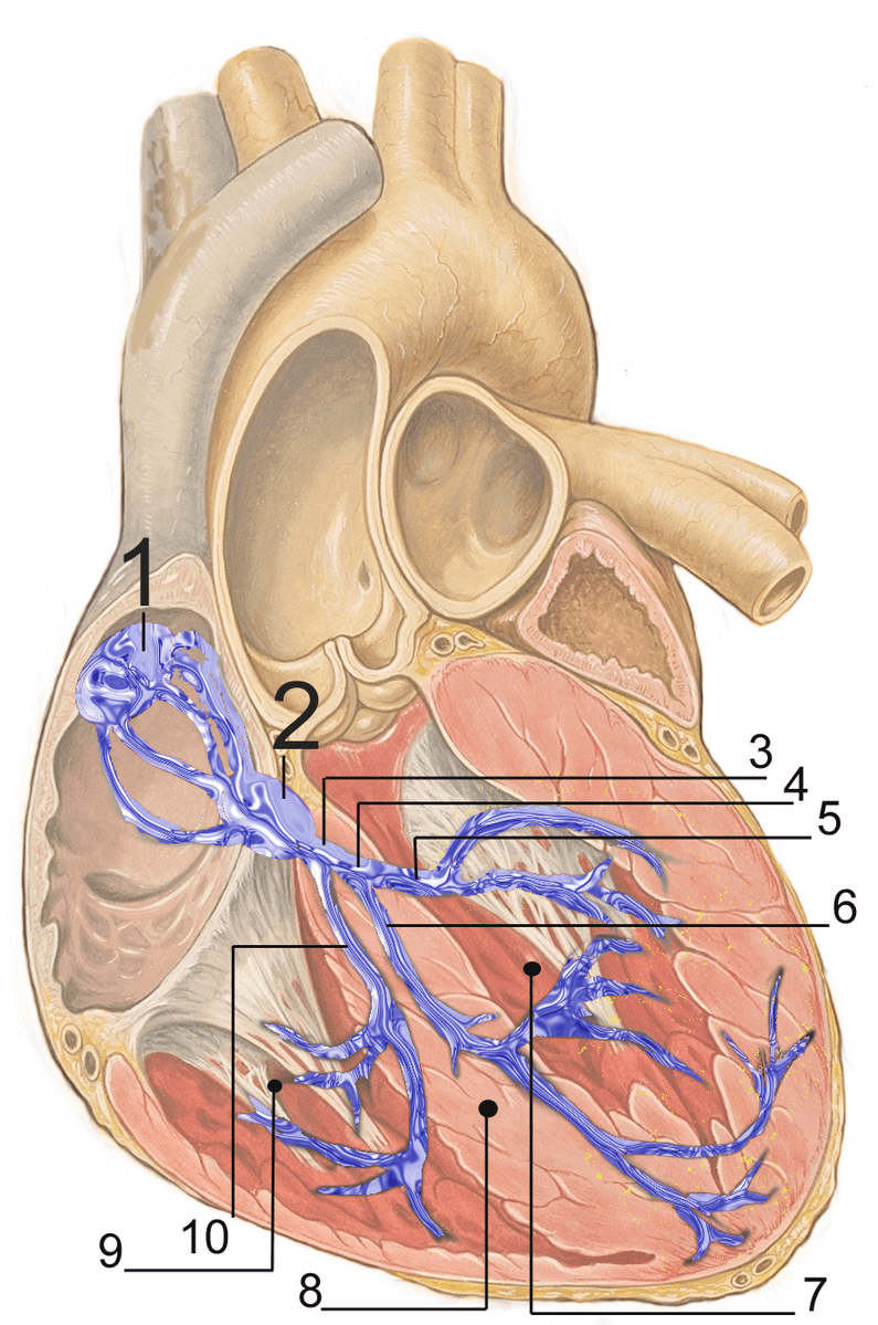 Système de conduction du cœur — Wikipédia