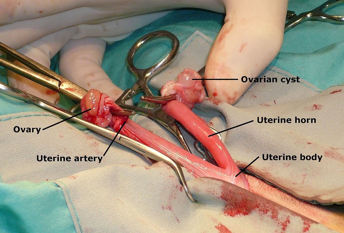 Chirurgie vétérinaire — Wikipédia