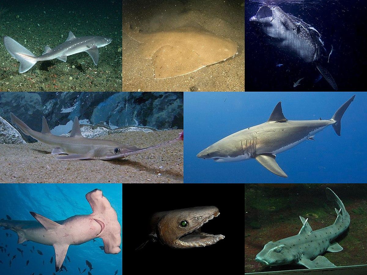 Requin — Wikipédia