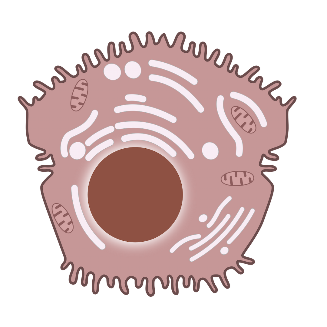 Hépatocyte — Wikipédia