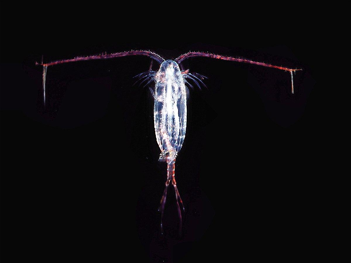 Copepoda — Wikipédia