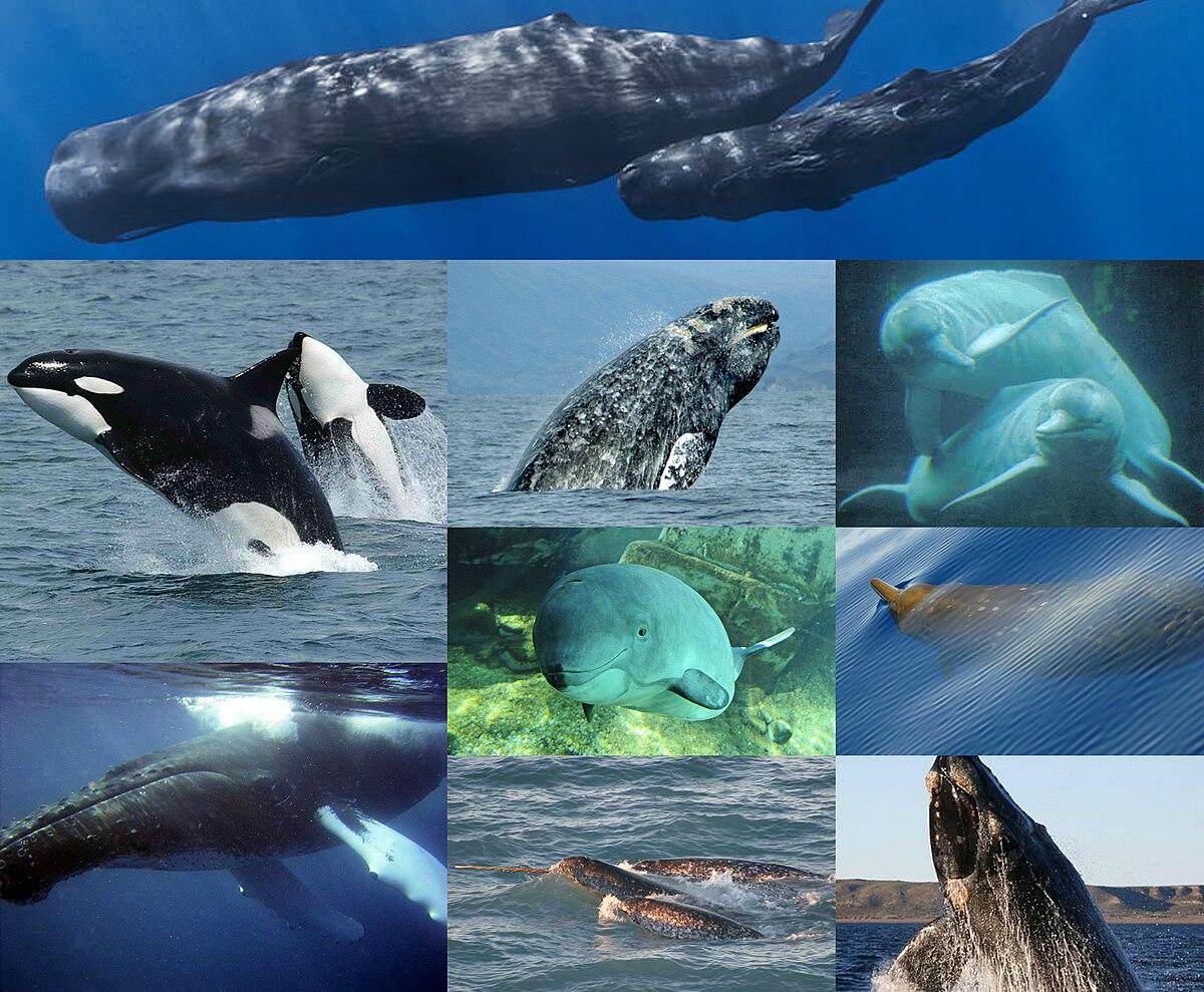 Cetacea — Wikipédia