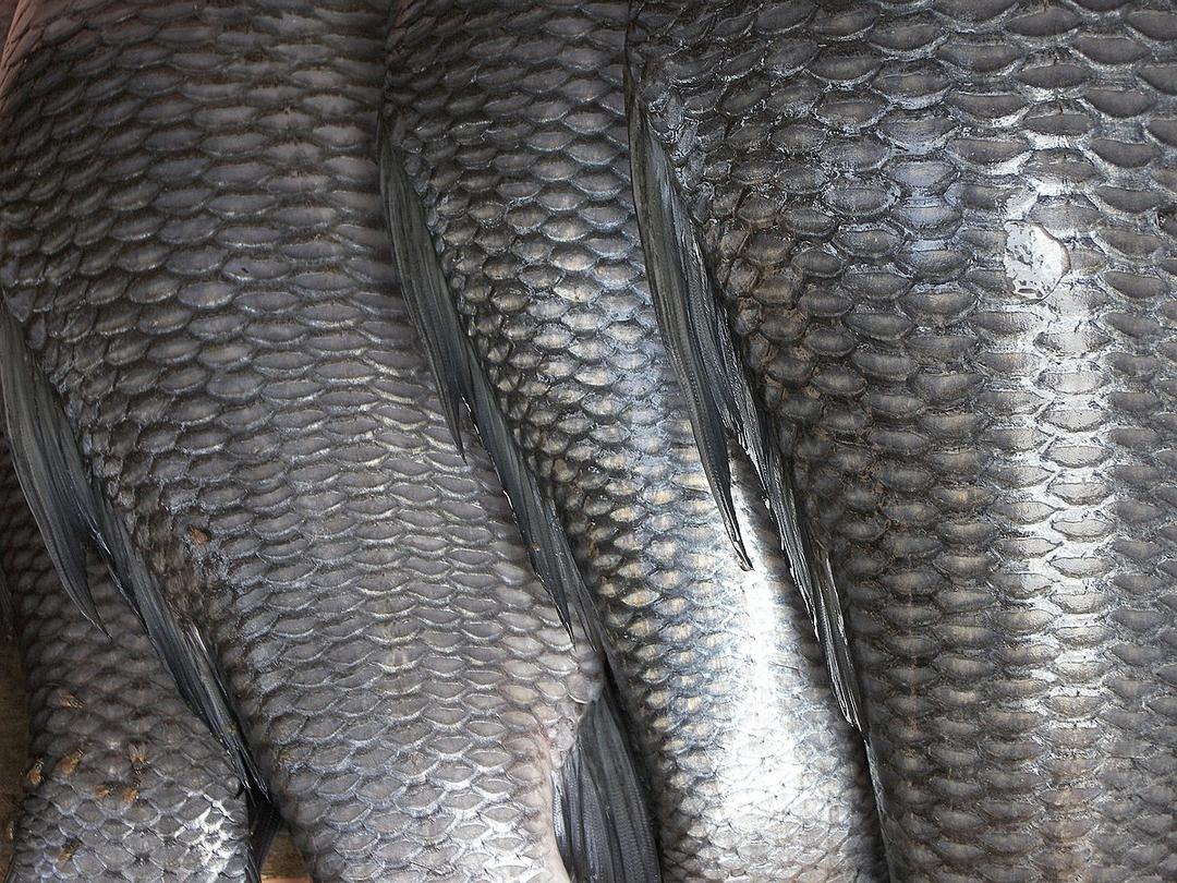 Fish scale - Wikipedia