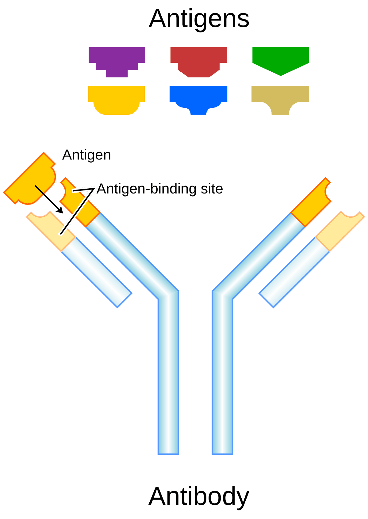 Antigène — Wikipédia