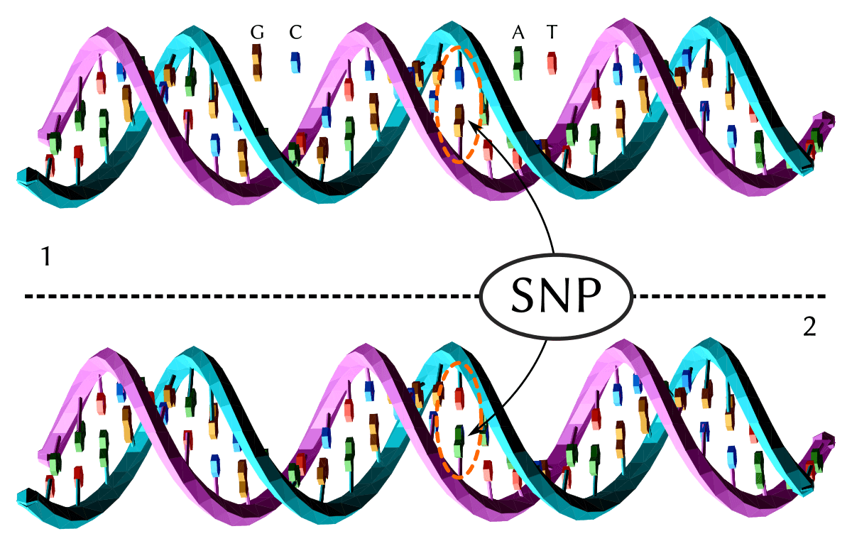 Haplotype - Wikipedia