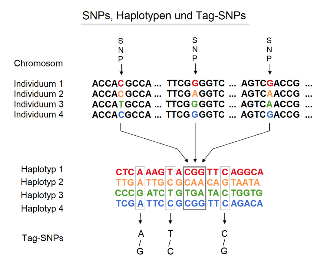 Haplotype — Wikipédia