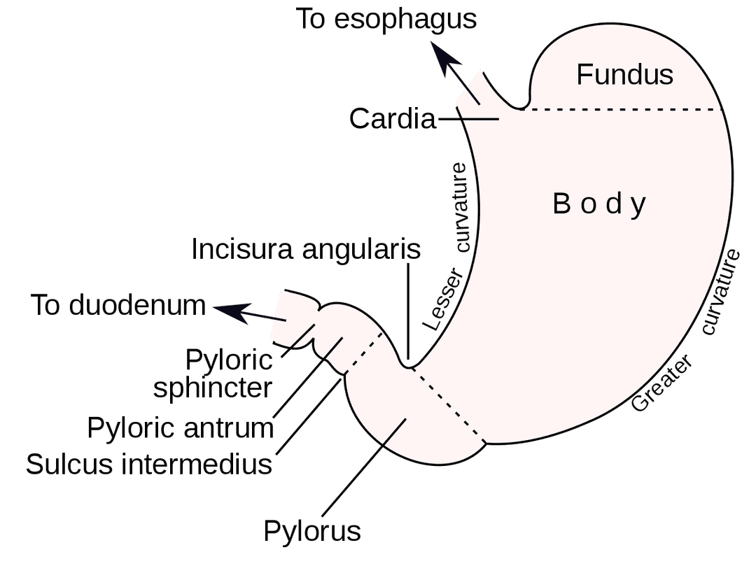 Stomach - Wikipedia