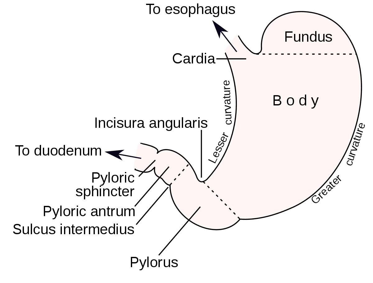 Stomach - Wikipedia