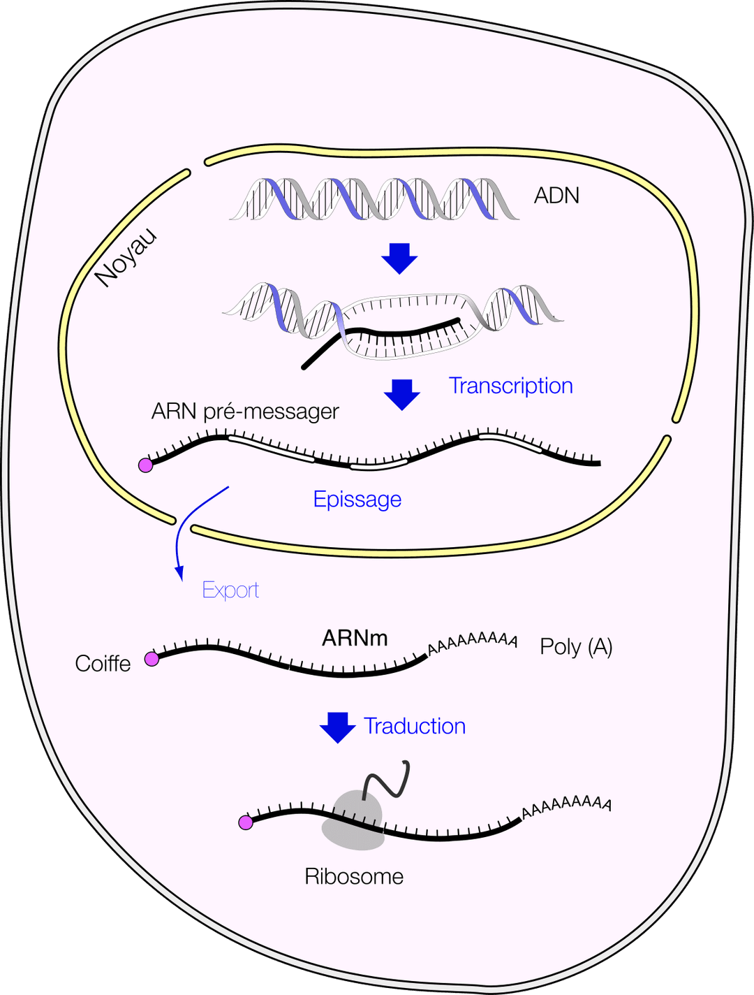 Acide ribonucléique messager — Wikipédia