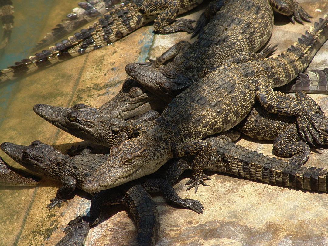 Crocodile du Siam — Wikipédia