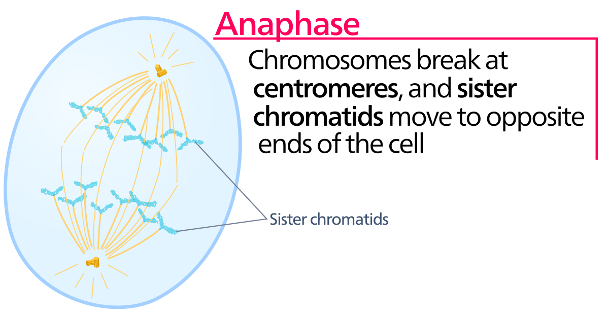 Anaphase - Wikipedia