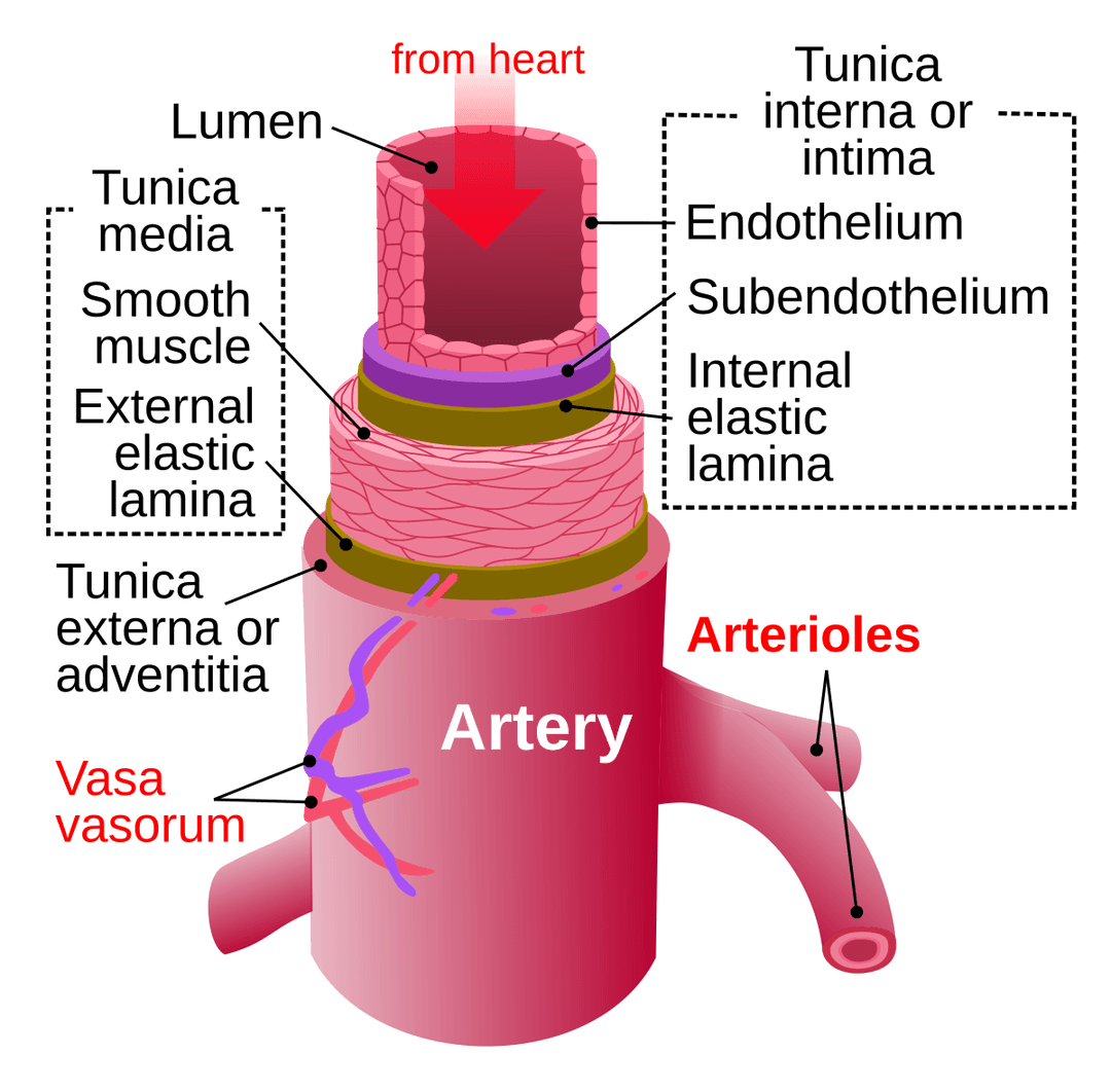 Artery - Wikipedia