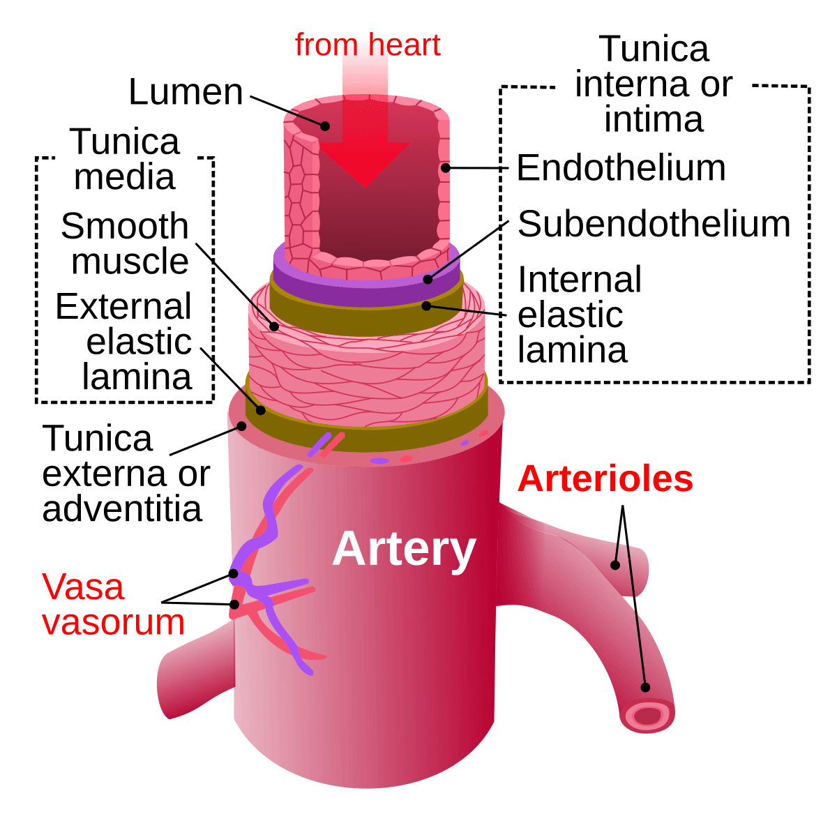 Artery - Wikipedia