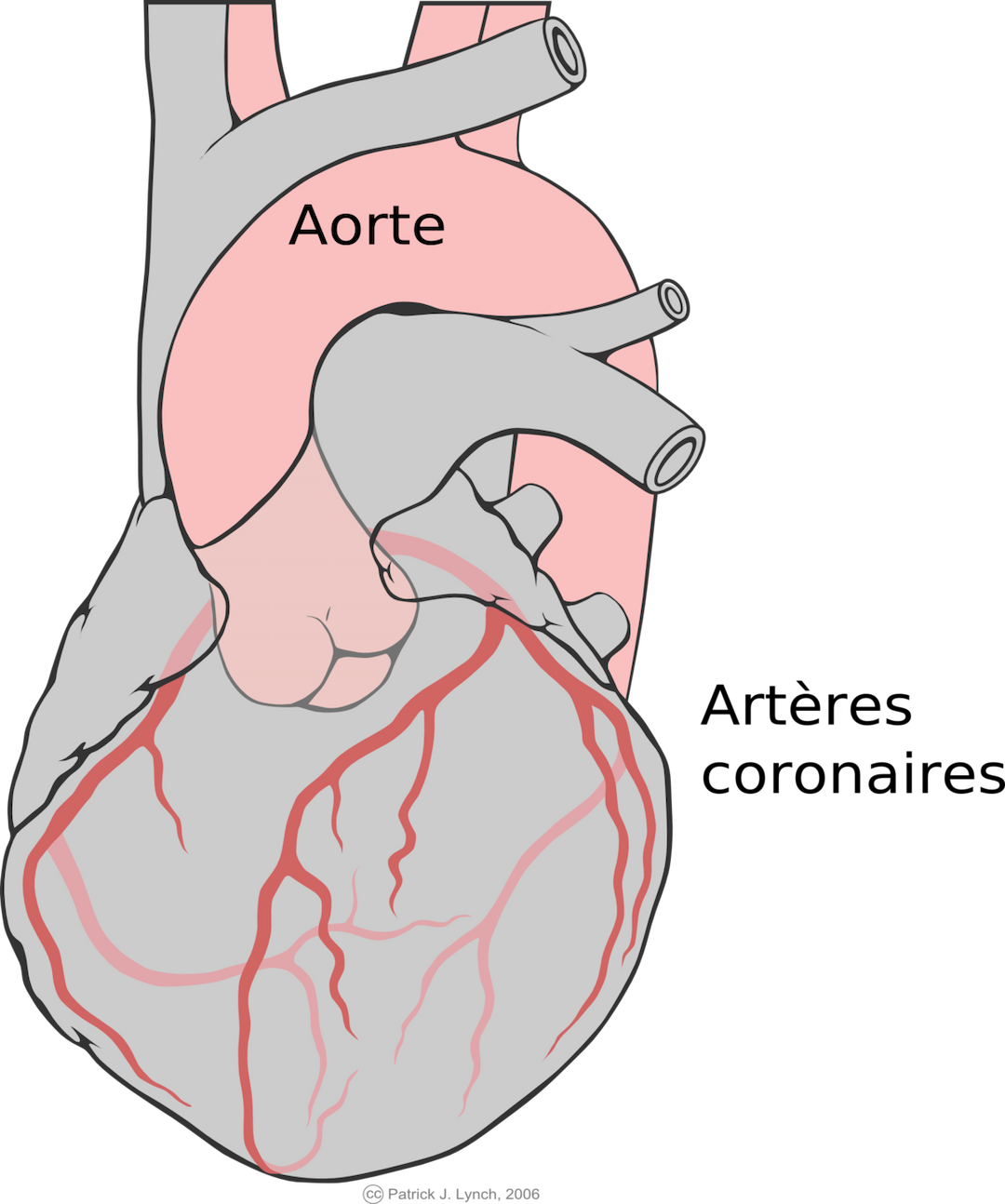 Artère coronaire — Wikipédia