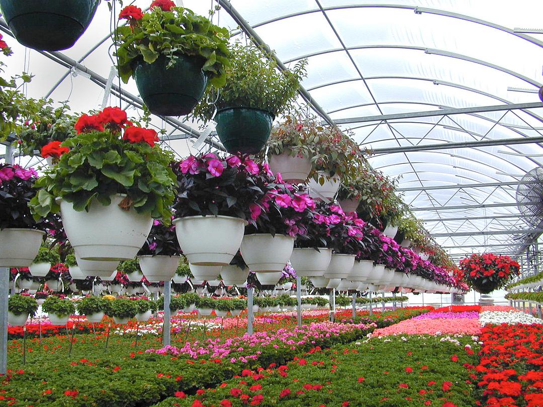 Floriculture - Wikipedia