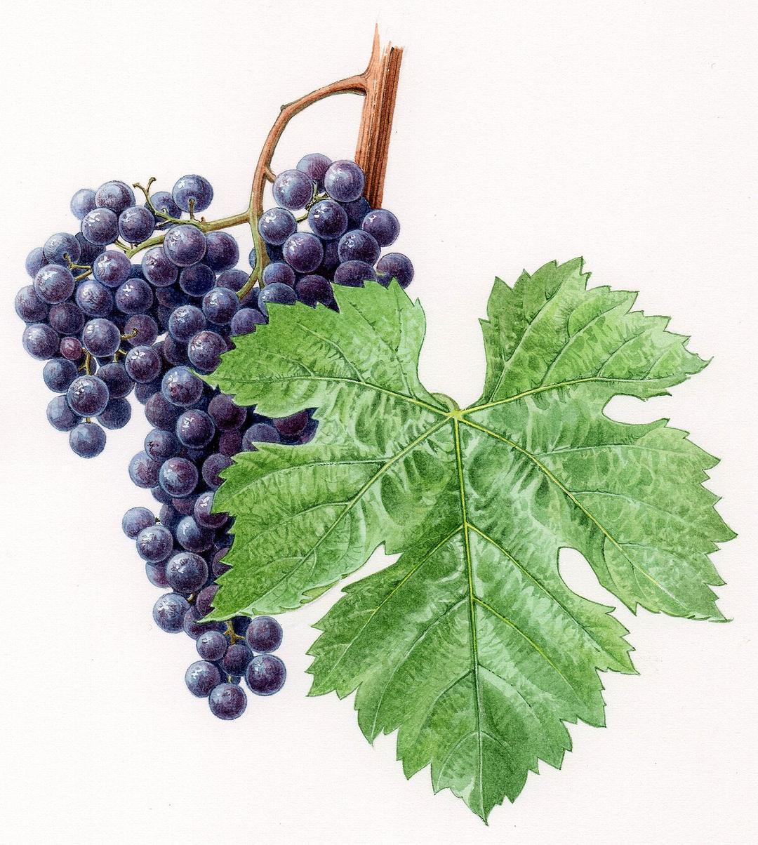 Merlot - Wikipedia