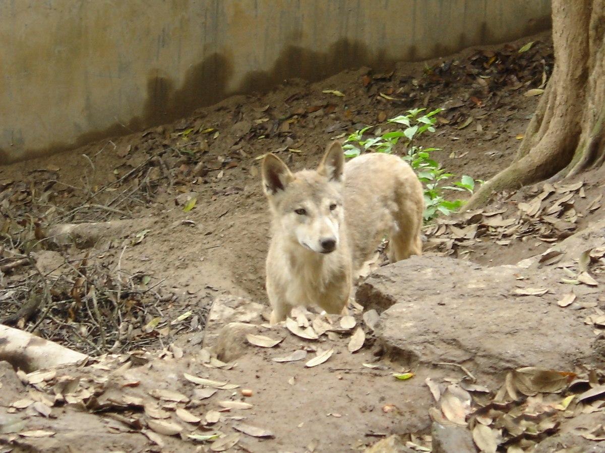 Canis himalayensis — Wikipédia