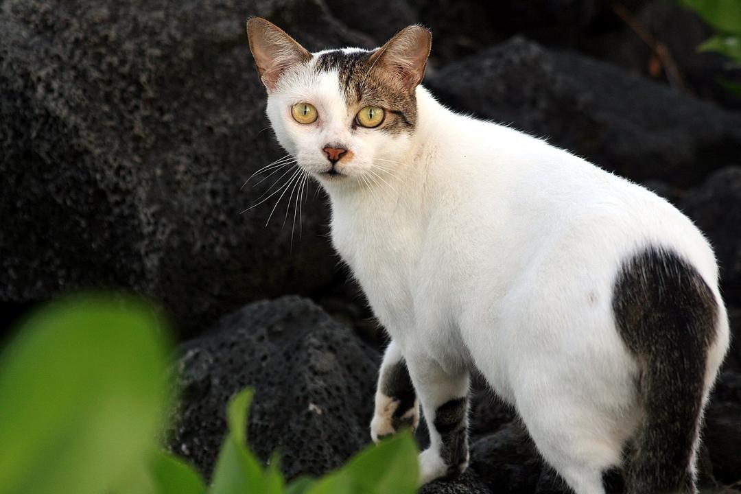 Feral cat - Wikipedia