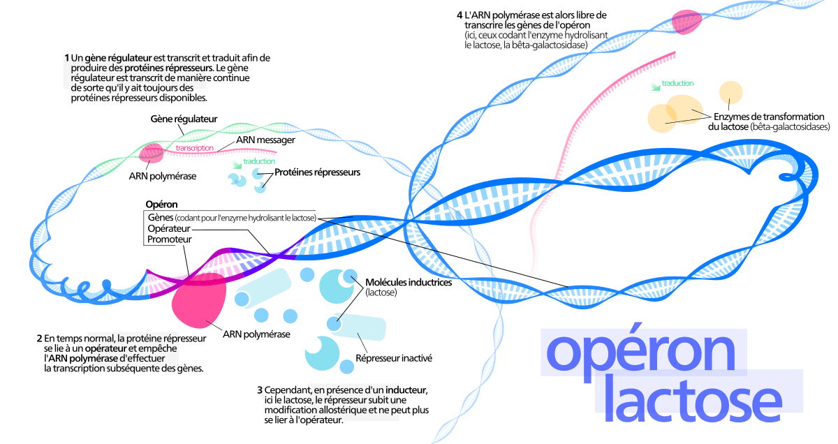 Opéron lactose — Wikipédia
