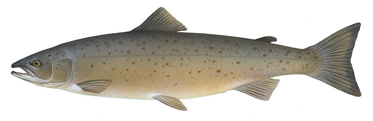 Atlantic salmon - Wikipedia