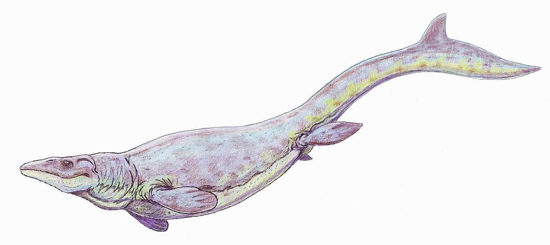 Globidensini — Wikipédia