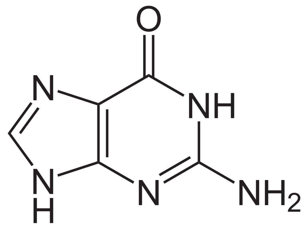 Guanine - Wikipedia