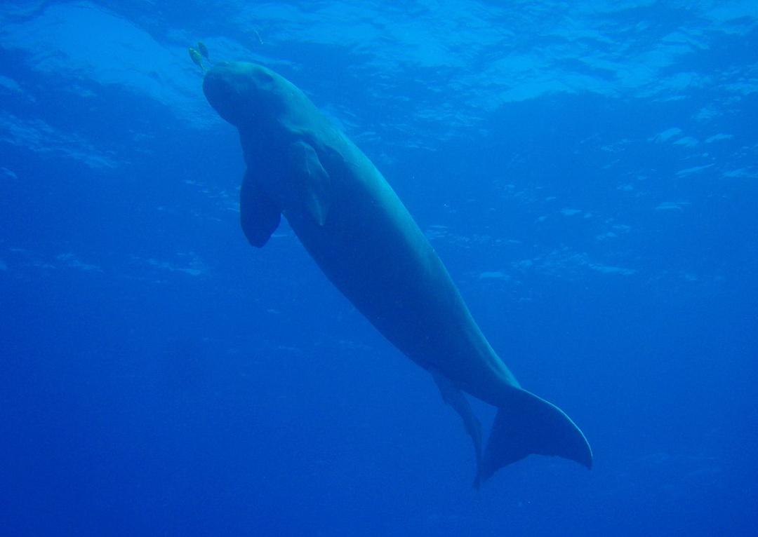 Dugong - Wikipedia