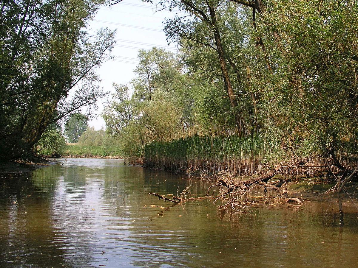 De Biesbosch National Park - Wikipedia