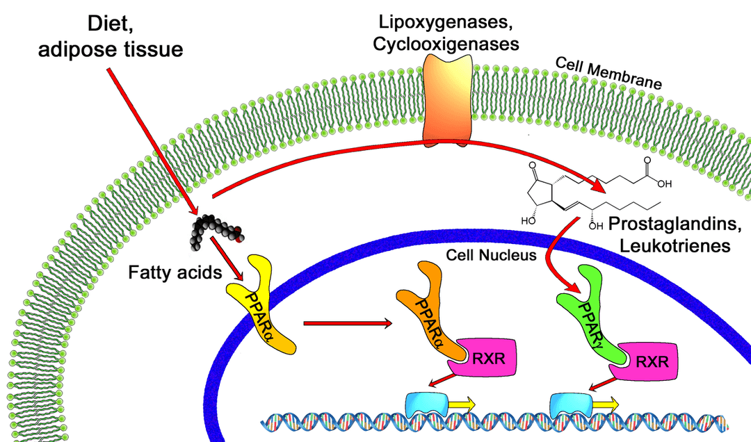 Peroxisome proliferator-activated receptor - Wikipedia