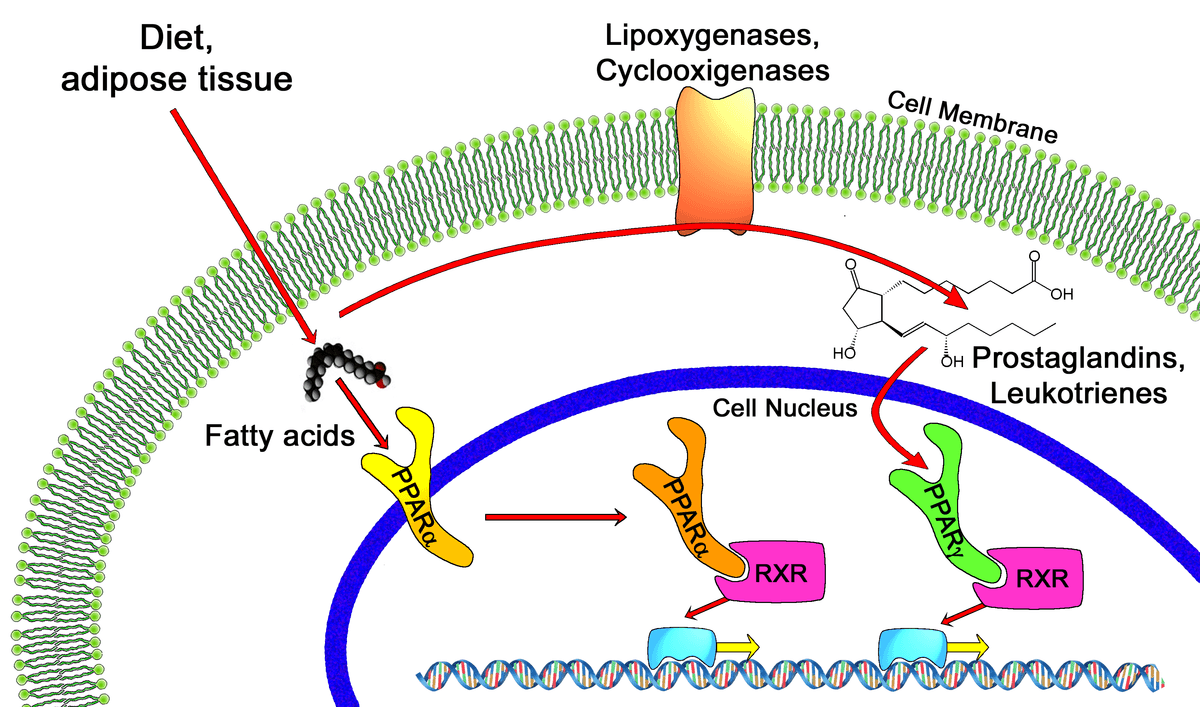 Peroxisome proliferator-activated receptor - Wikipedia