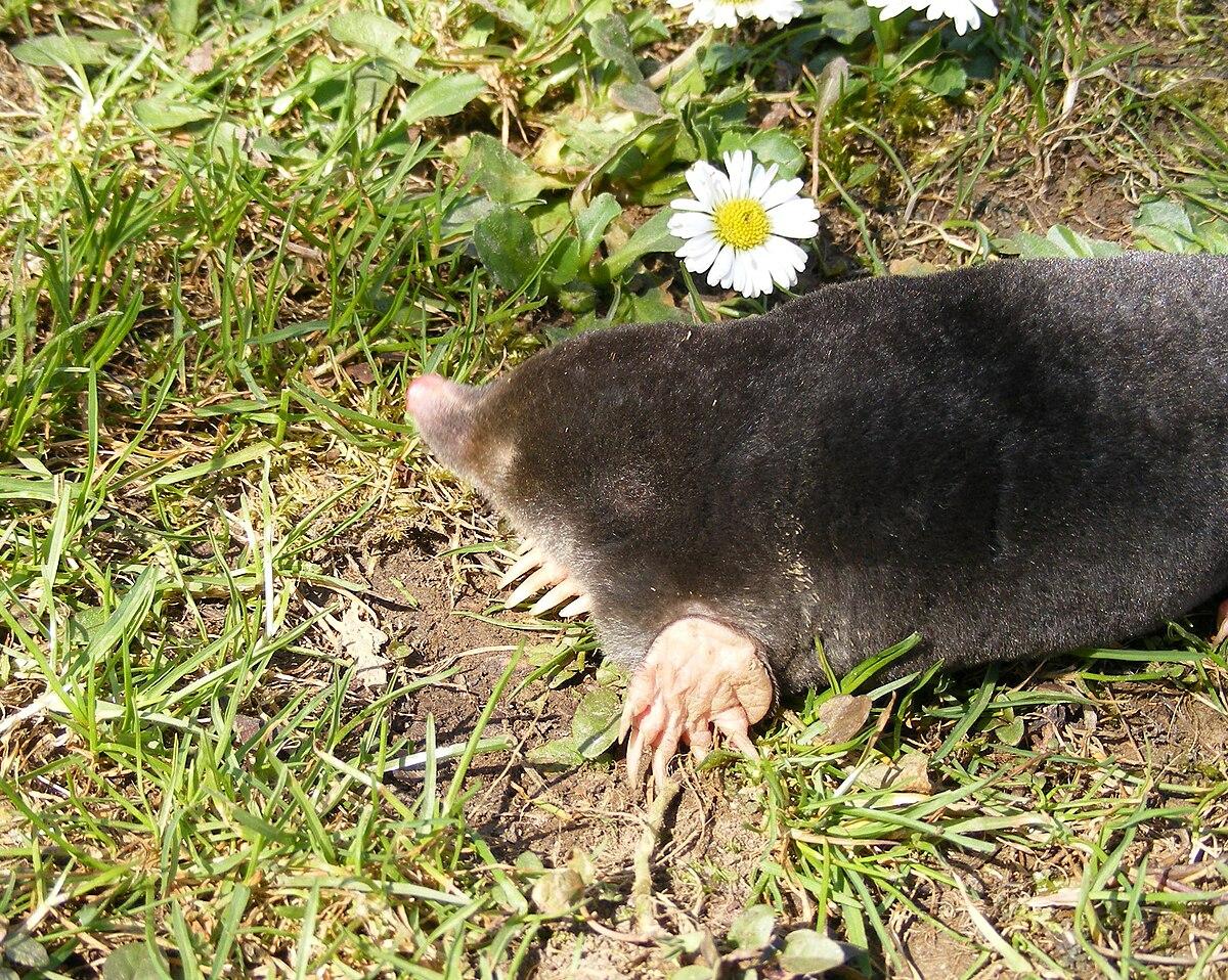 Mole (animal) - Wikipedia