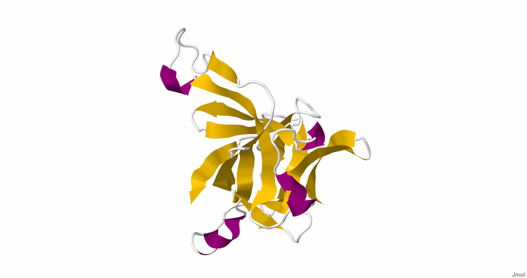 Interleukine — Wikipédia