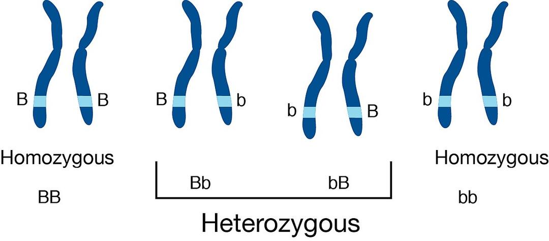 Zygosity - Wikipedia