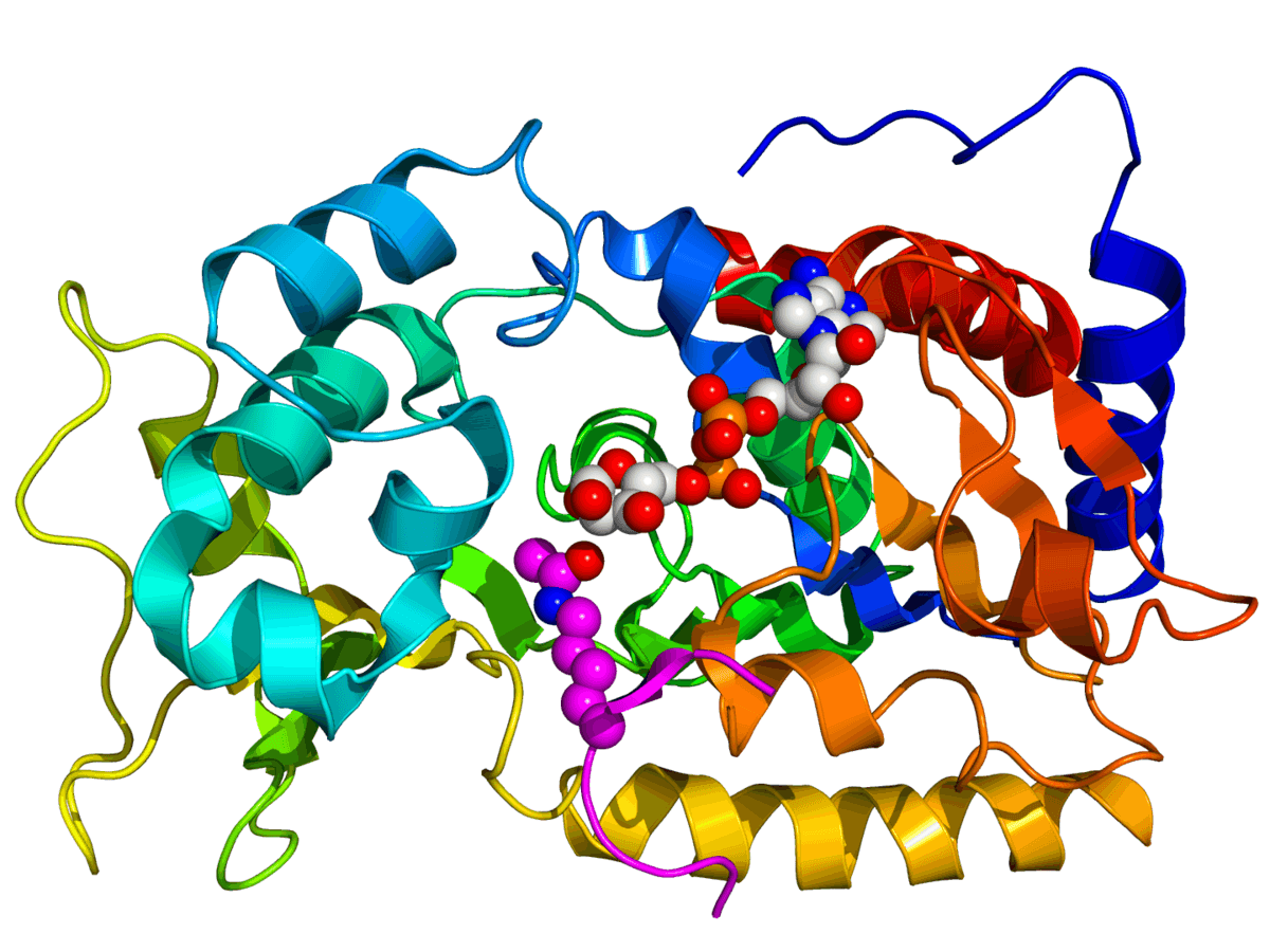 Sirtuin - Wikipedia