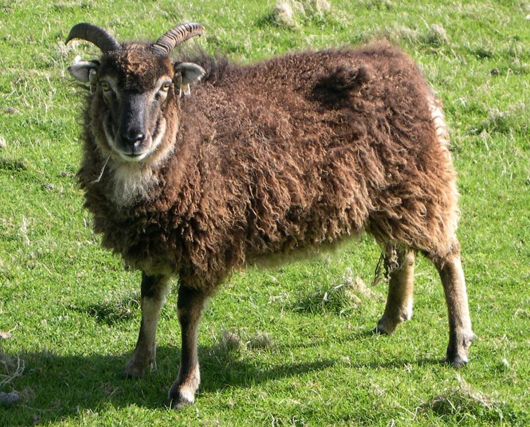 Soay sheep - Wikipedia