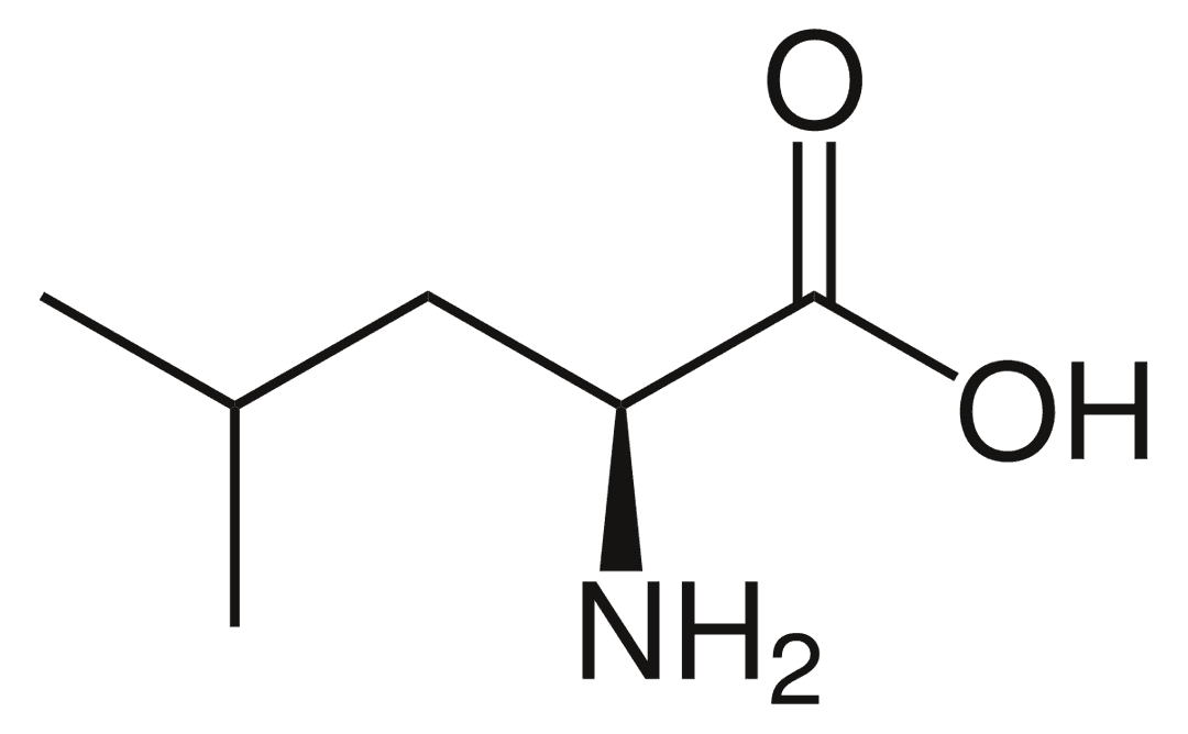 Leucine - Wikipedia