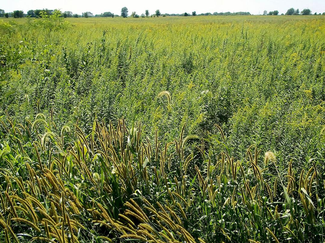 Prairie d'herbes hautes — Wikipédia