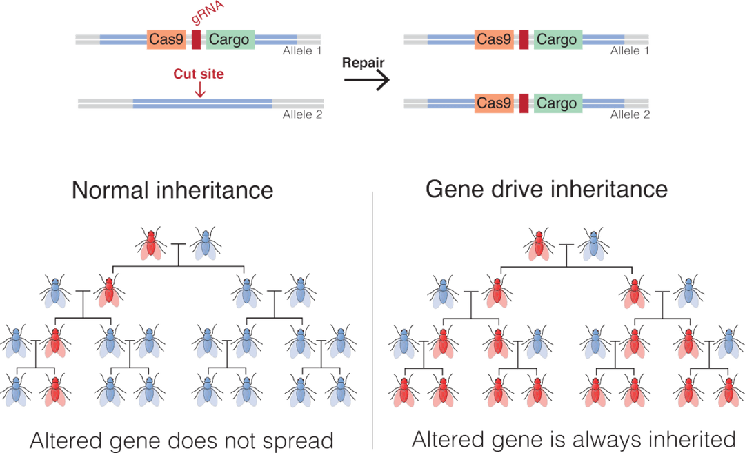 Gene drive - Wikipedia