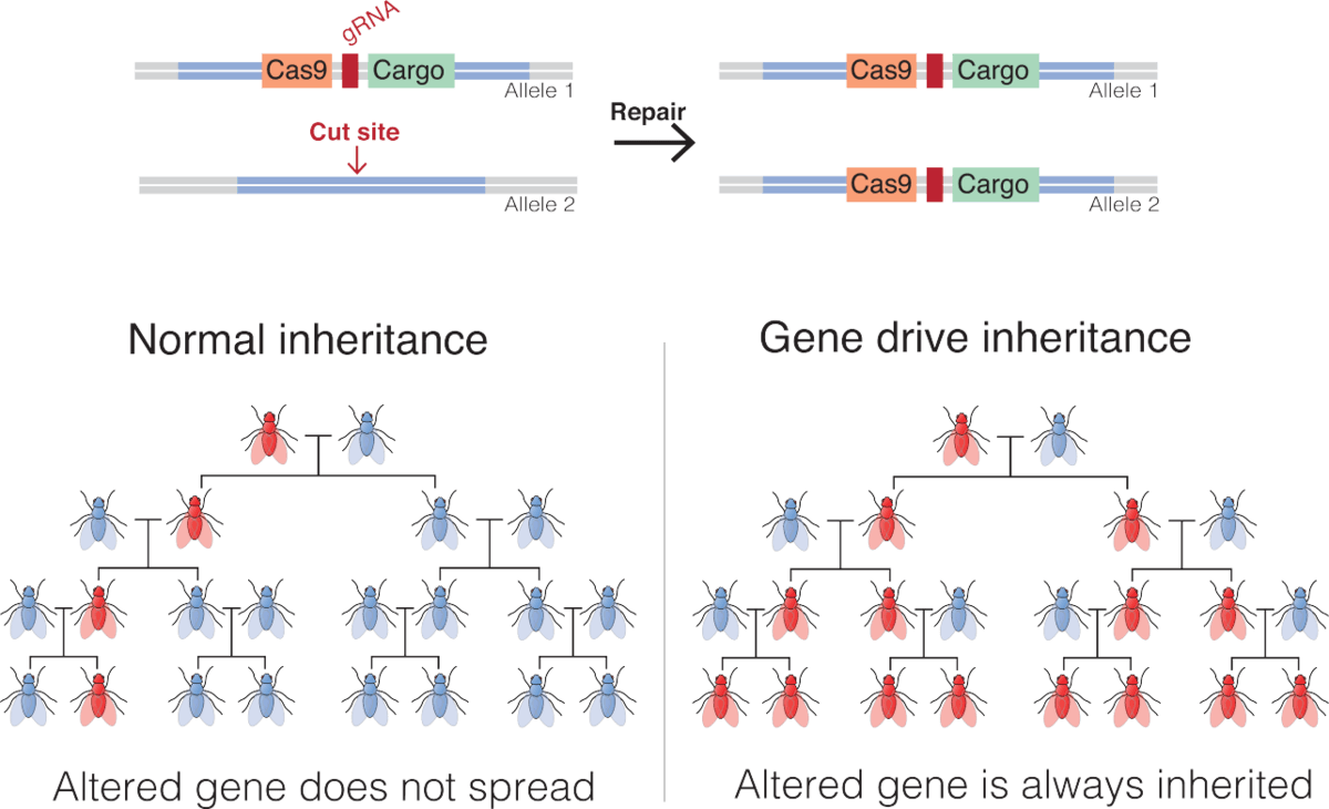 Gene drive - Wikipedia