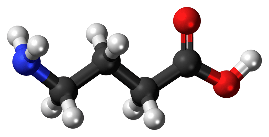 Acide γ-aminobutyrique — Wikipédia