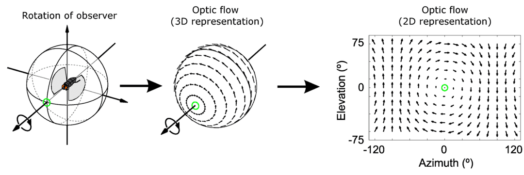 Optical flow - Wikipedia