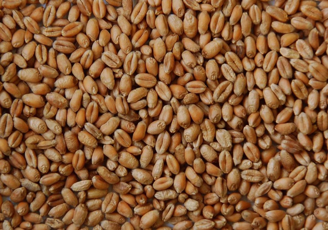 Grain (céréale) — Wikipédia